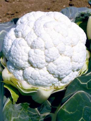 Cavolfiore