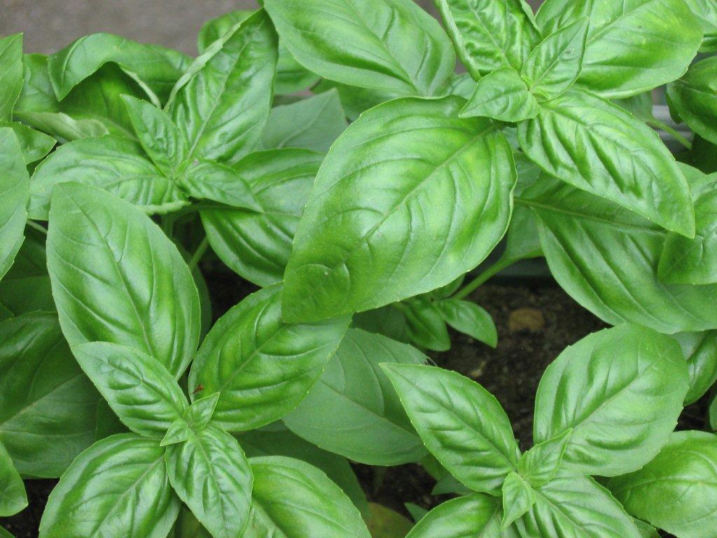 Basil Basil