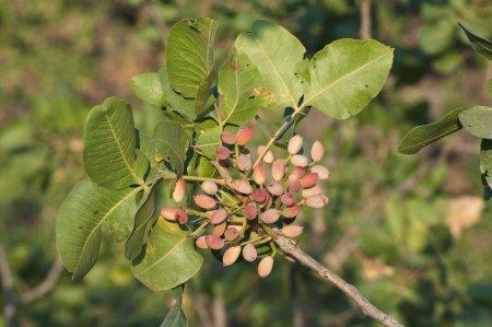 Pistacio on plant