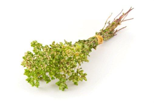 Oregano Oregano