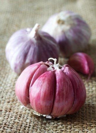 Garlic Garlic