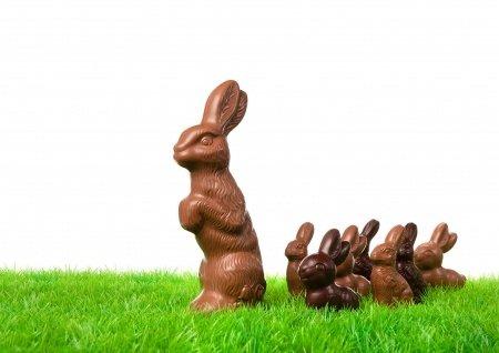 Chocolate Rabbits Chocolate Rabbits