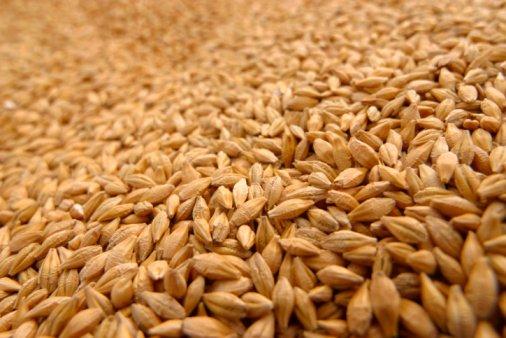 Wheat