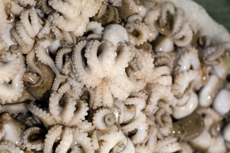 Raw Polpo Raw Polpo