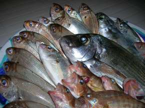 fish