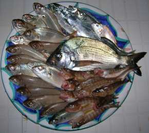 Fresh Fish