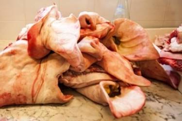 Pork Meat Pork Meat