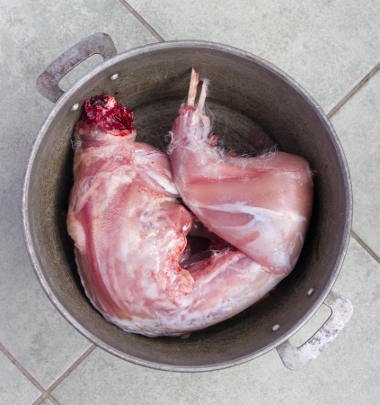 Rabbit