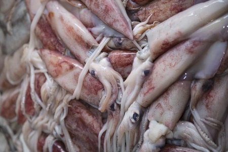 Raw Calamari Raw Calamari