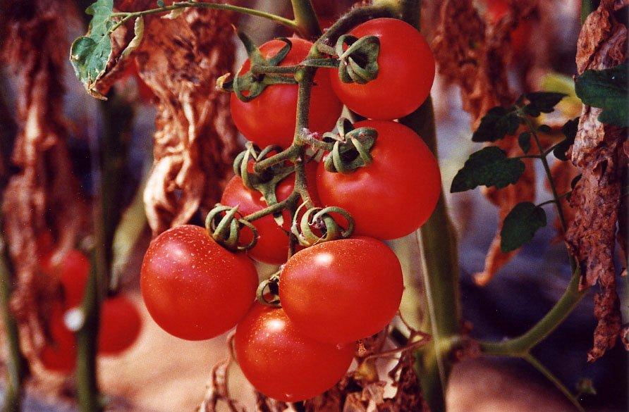 Tomatoes2 Tomatoes2