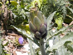 Artichoke Artichoke