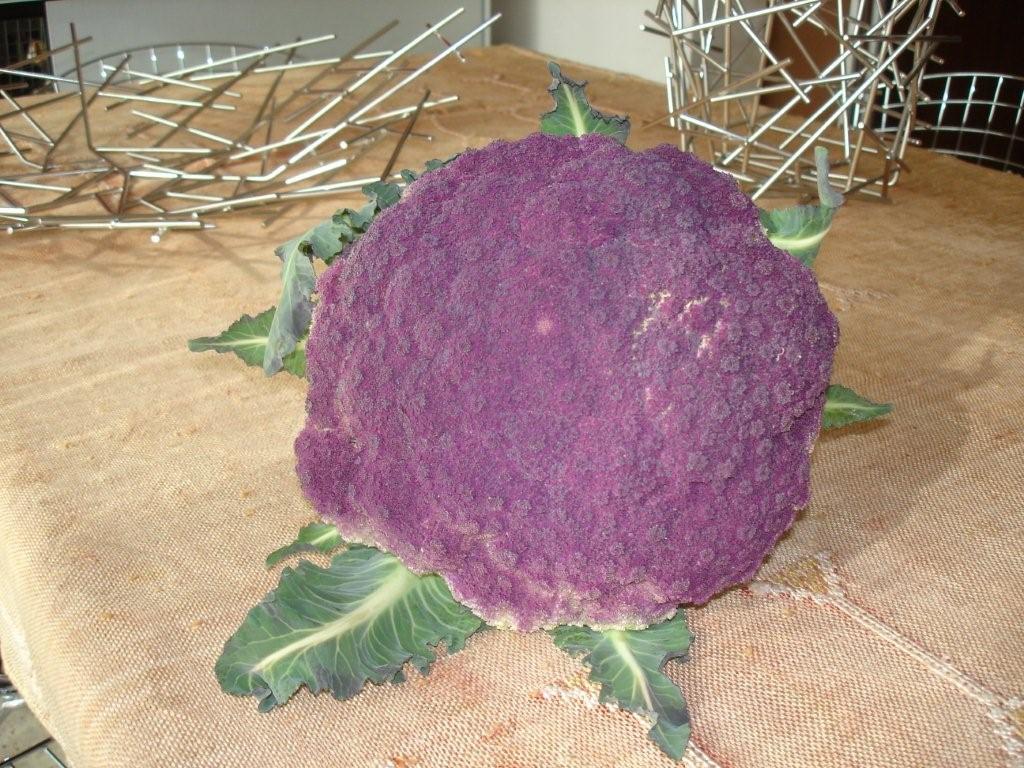Cavolo- Sicilian Violet Cauliflower