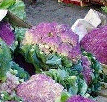 Broccolo bastardu Broccolo bastardu