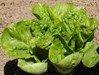 Lettuce