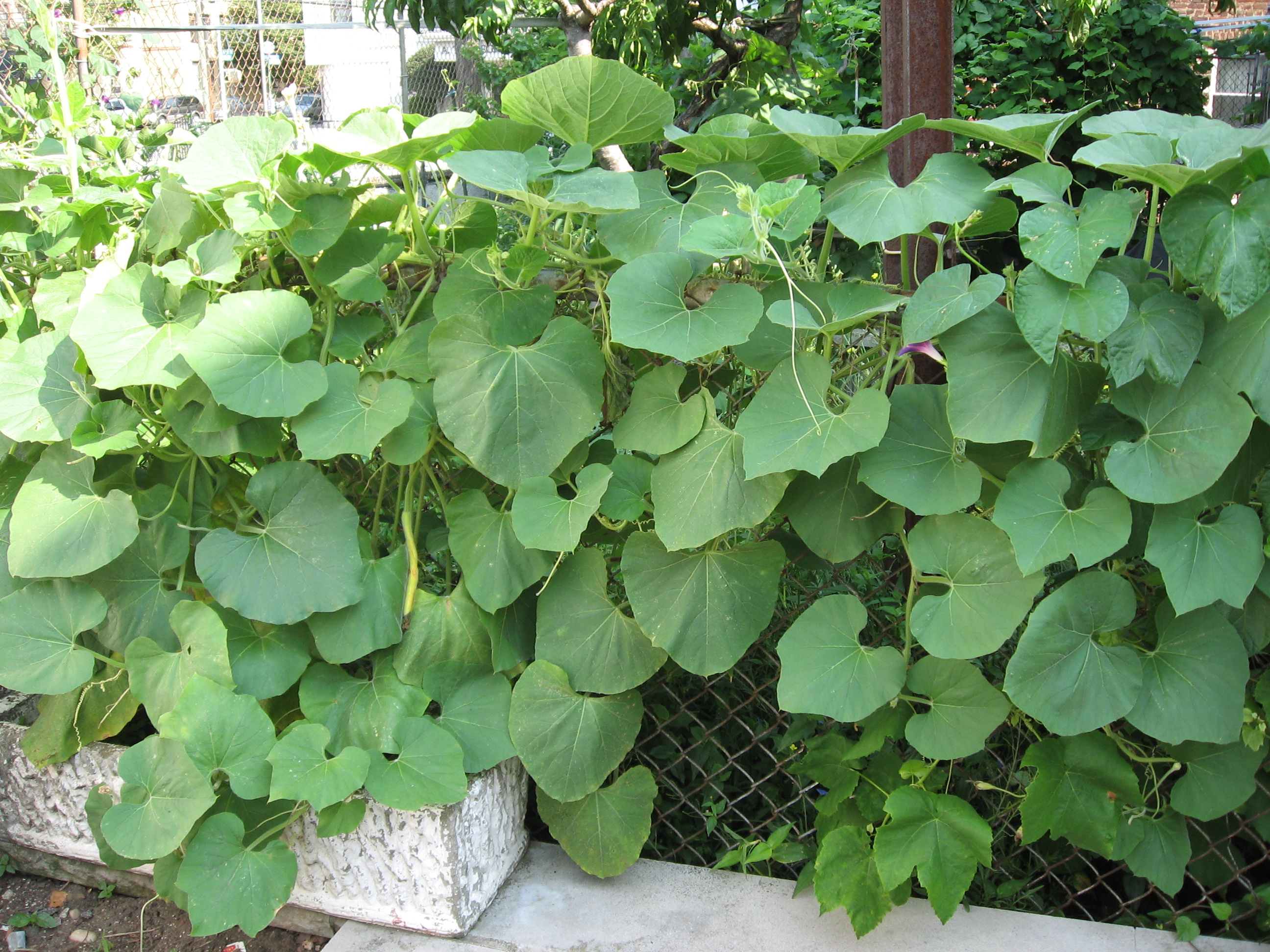 Cucuzza Plant Cucuzza Plant